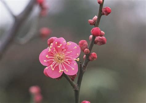 梅花 寓意